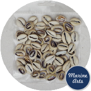 8084-P8 - Craft Pack - Half Cut Ring Top Cowrie